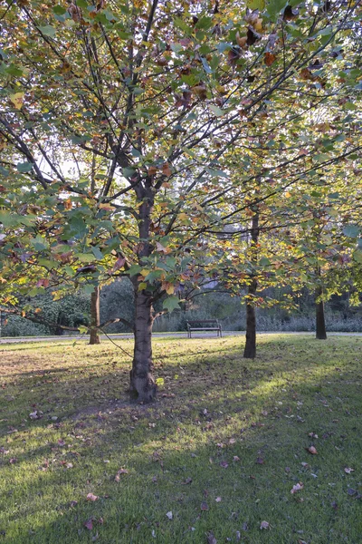 Träd i parken — Stockfoto
