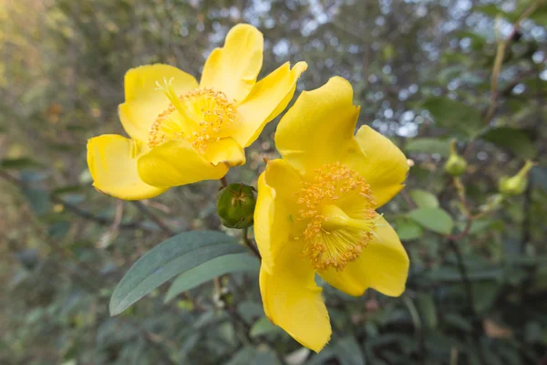 Buttercup en el jardín — Foto de Stock