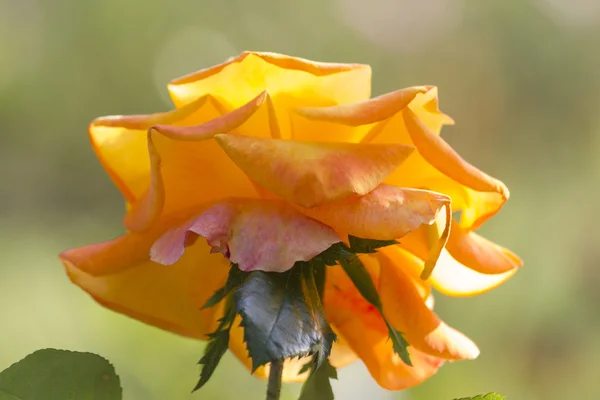 Roses in the garden — Stock Photo, Image