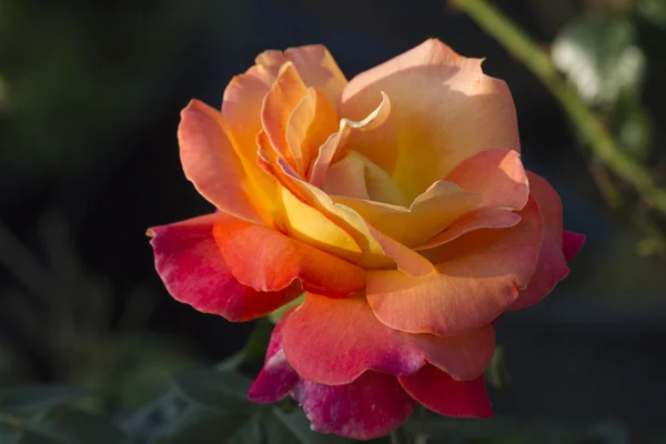 Rosas en el jardín — Foto de Stock