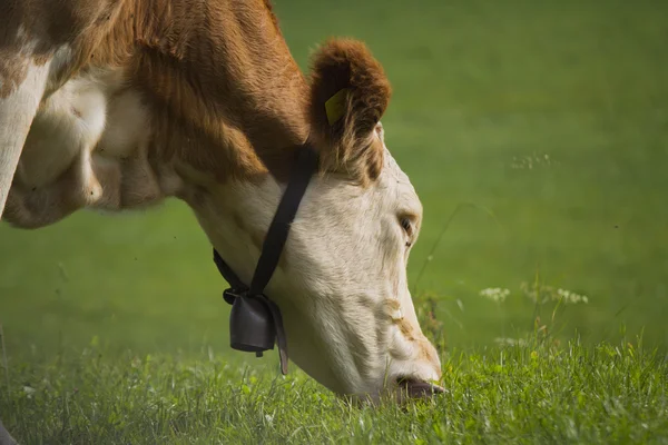 Коровы на лугу — стоковое фото