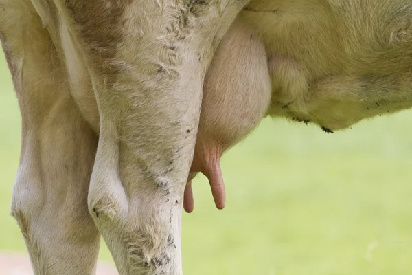 Cows in the meadow — Stock Photo, Image