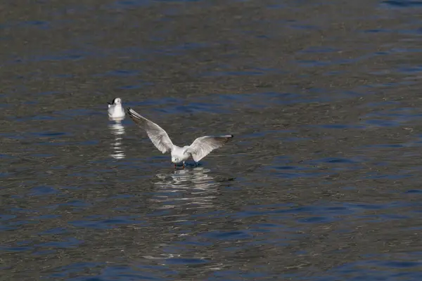 Mosca da gaivota no lago — Fotografia de Stock