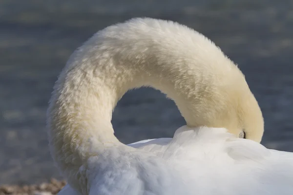 Labuť na jezeře — Stock fotografie