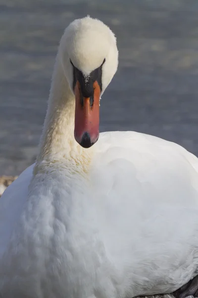 Labuť na jezeře — Stock fotografie