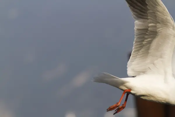 Seagull fly on lake — Stock Photo, Image