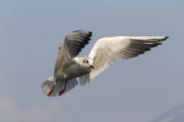 Seagull fly on lake — Stock Photo, Image