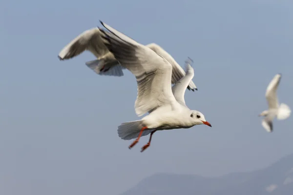 Чайка летит на озере — стоковое фото