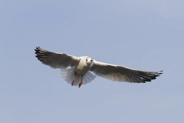 湖にかもめ飛ぶ — ストック写真