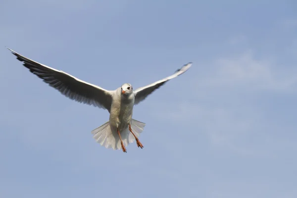 湖上的海鸥飞 — 图库照片
