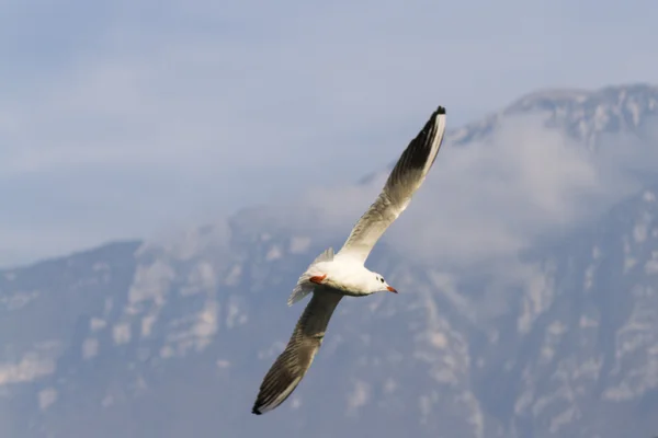 La gaviota vuela en el lago —  Fotos de Stock