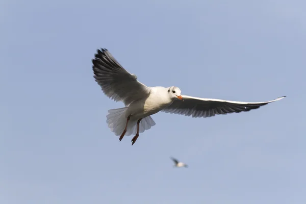 Seagull fly on lake — Stock Photo, Image