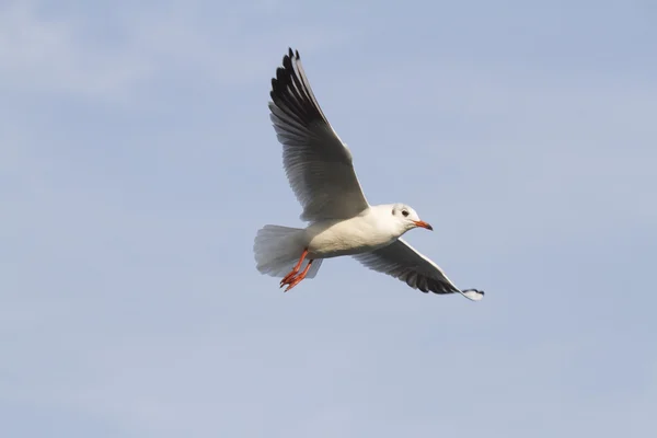 Seagull vlieg op lake — Stockfoto