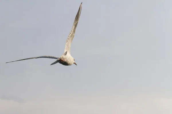La gaviota vuela en el lago — Foto de Stock