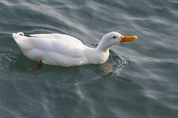 Svan på sjön — Stockfoto