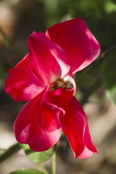 Roses in the garden — Stock Photo, Image