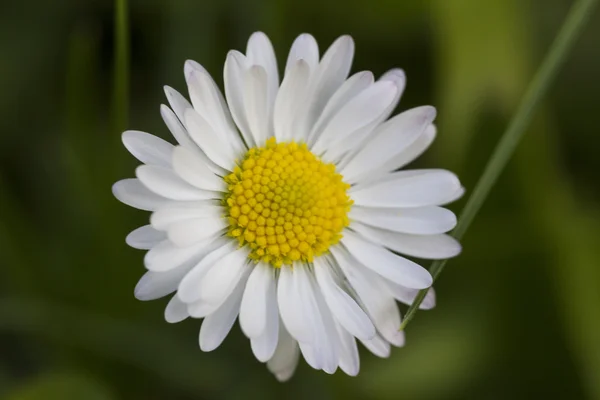 Gänseblümchen im Garten — Stockfoto