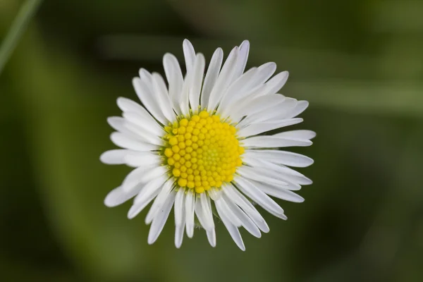 Gänseblümchen im Garten — Stockfoto