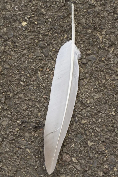 Bílé peří na ulici — Stock fotografie