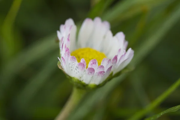 Daisy in the garden — Stock Photo, Image