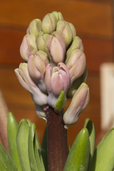 Gladiolen im Garten — Stockfoto