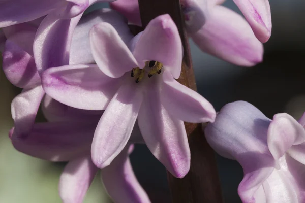 Gladiolen in de tuin — Stockfoto