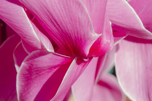 Cyclamen in the garden — Stock Photo, Image