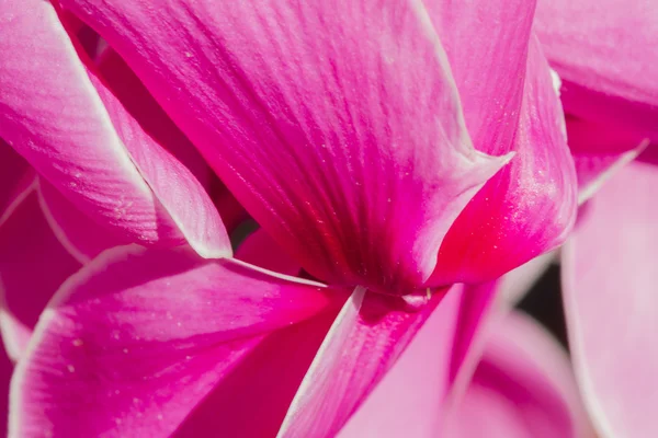 Cyclamen in the garden — Stock Photo, Image