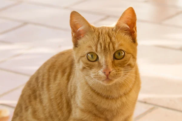 Gato bonito — Fotografia de Stock