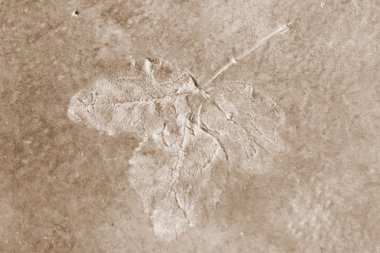 soyut çiçek arka plan