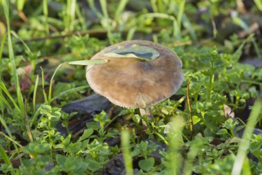 Çayırdaki mantarlar
