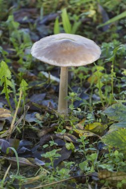 Çayırdaki mantarlar