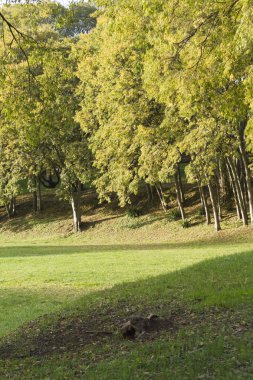 Parktaki ağaç