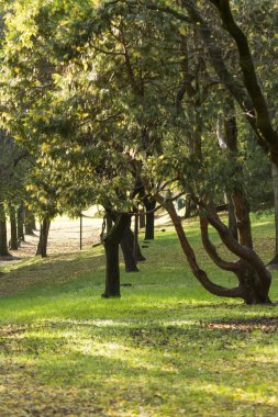 Parktaki ağaç