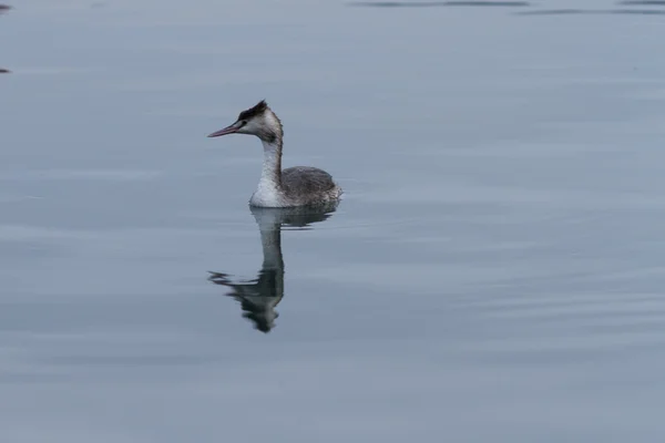 Pássaro no lago — Fotografia de Stock