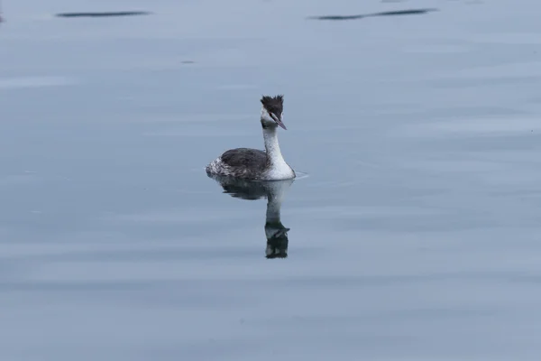 Pássaro no lago — Fotografia de Stock