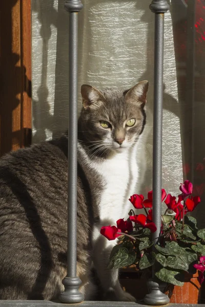 Un lindo gato — Foto de Stock