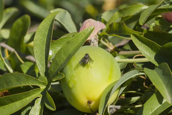 Volar sobre la manzana — Foto de Stock