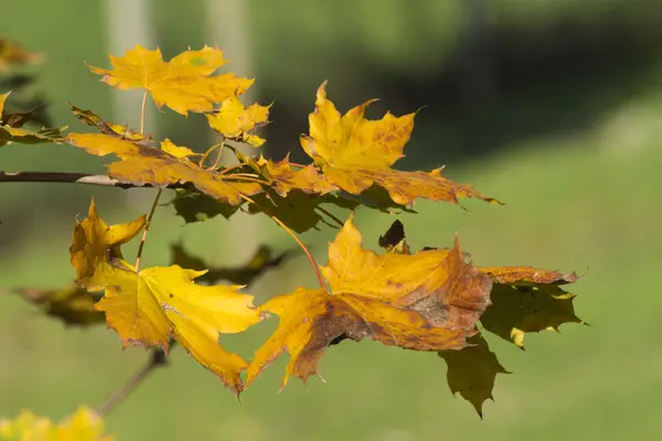 Herfstblad — Stockfoto