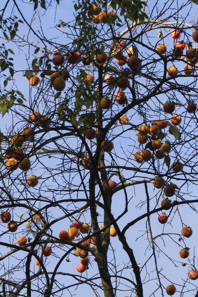 Caqui en el árbol — Foto de Stock