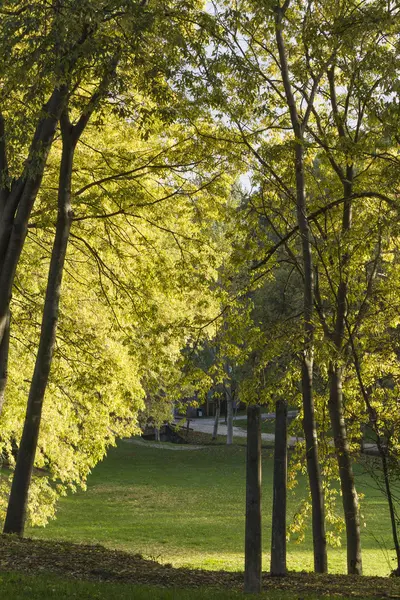 Boom in het park — Stockfoto