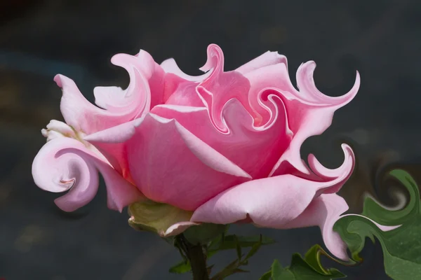Růže v zahradě — Stock fotografie