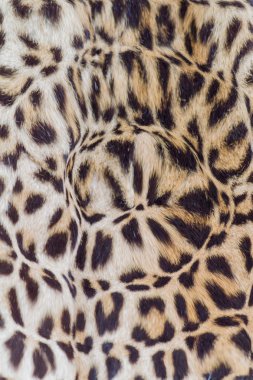 Soyut leopar kürkü