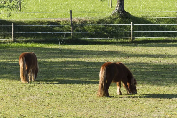 Horse pony in the farm — Stock Photo, Image