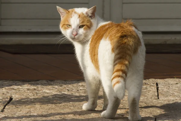 Gato bonito — Fotografia de Stock