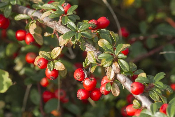 Baies rouges dans le jardin — Photo