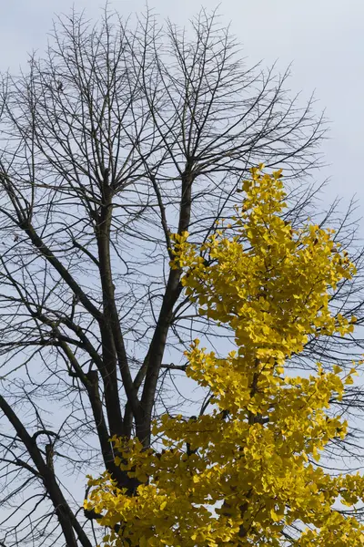 Árvore no outono — Fotografia de Stock