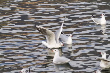 göl kenarında martı
