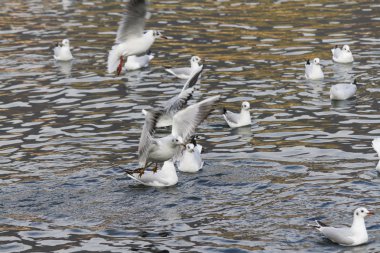 göl kenarında martı