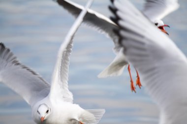 göl kenarında martı